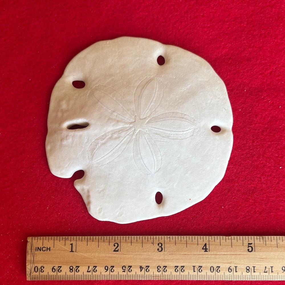 White Sand Dollar Collection - Picture 4 of 7
